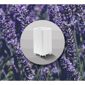 Lavender Clean