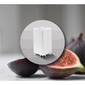 Mediterranean Fig