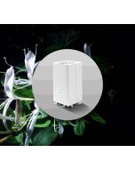 Honeysuckle